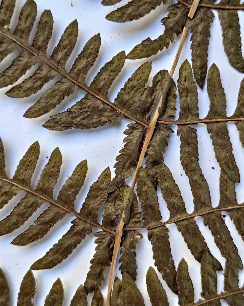 helechylicofarg's tweet photo. ¡UNA NUEVA ESPECIE PSRA LS CIENCIA!
Amauropelta yabotiensis Ponce &amp; Yañez (Thelypteridaceae) 🌿

https://t.co/Sd8oIJt570

📸 @guguitter
#FernFriday #ViernesDeHelechos https://t.co/Fu6hcqJPb8