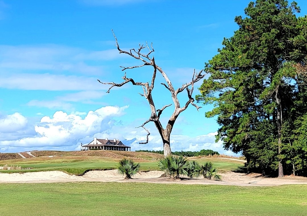 MitchLaurance's tweet photo. @golfgetaways Nothing to see here. Except some amazing trees at Bulls Bay. #Strantz https://t.co/YgbXVpe9bq