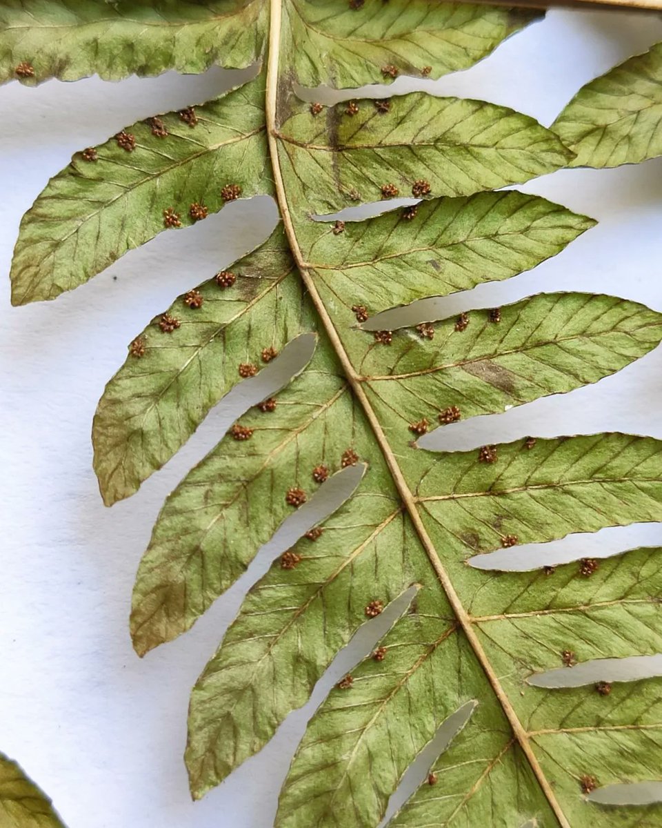 ¡UNA NUEVA ESPECIE PSRA LS CIENCIA!
Amauropelta yabotiensis Ponce &amp; Yañez (Thelypteridaceae) 🌿

instagram.com/p/Cil1D9juupS/…

📸 <a href="/guguitter/">Gu 🌿</a>
#FernFriday #ViernesDeHelechos