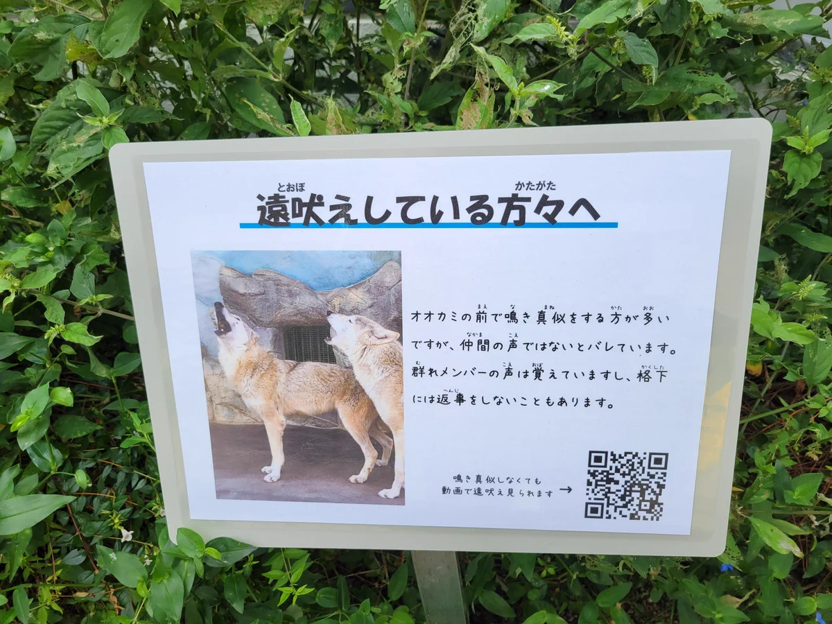 オオカミの鳴き真似してない？オオカミが遠吠えしない理由！