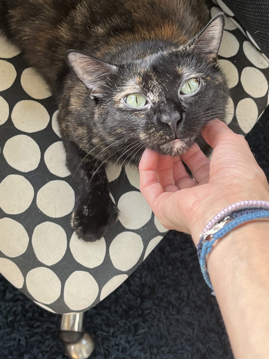 It's Caturday! Adoptable Mittsy says be sure to give your favorite cat some chin scritches! This sweet girl might take some time to warm up to you and will insist on going at her speed, but once she feels comfortable, she'll be the best cuddle buddy.