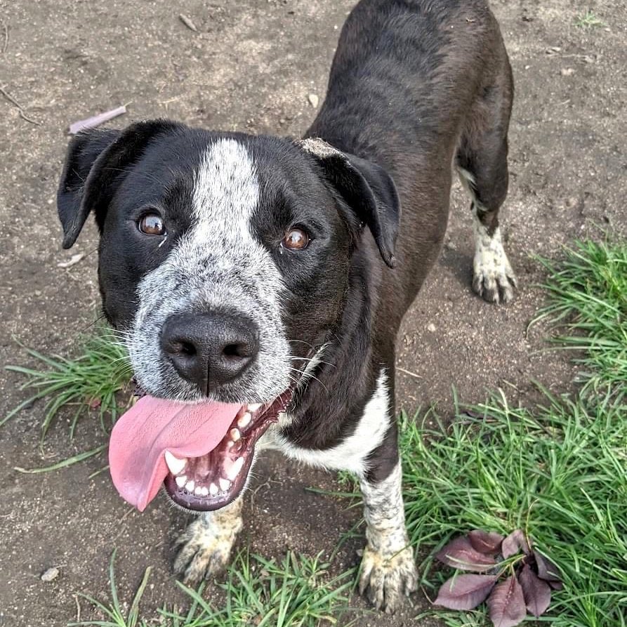 If Murray doesn't have the face of a goofy doofus looking to get into trouble, we don't know who does! This silly boy loves his foster family and especially loves having his paw held and cuddling up for a nap. Check him out on our website to learn more!