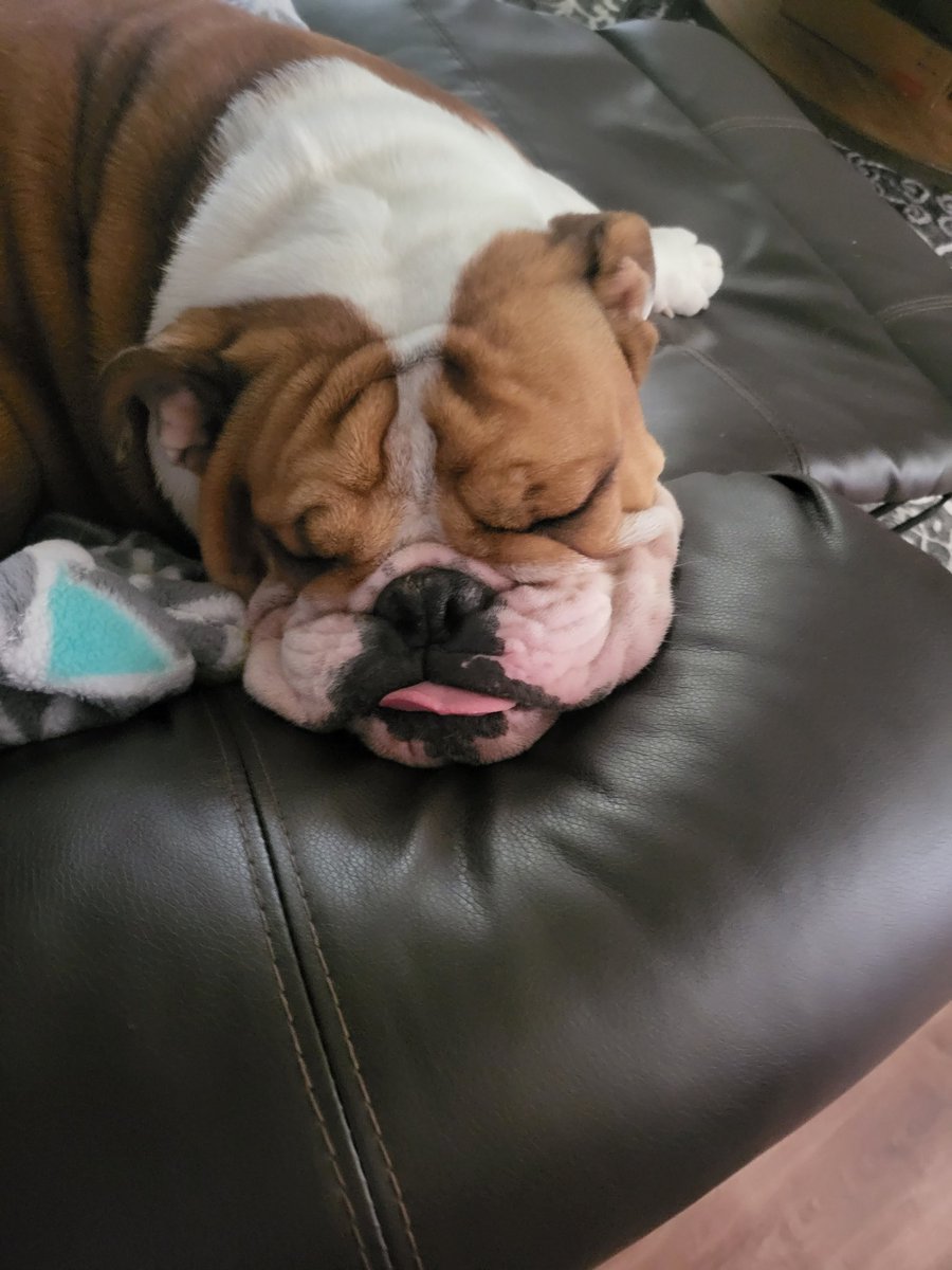 n4rwh4ls's tweet photo. Look at this squishy face π₯Ήπ₯Ήπ₯Ήπ₯Ή
#PercyPea #PercivalTheBulldog #englishbulldog #dogsoftwitter https://t.co/4BLzmryAJZ