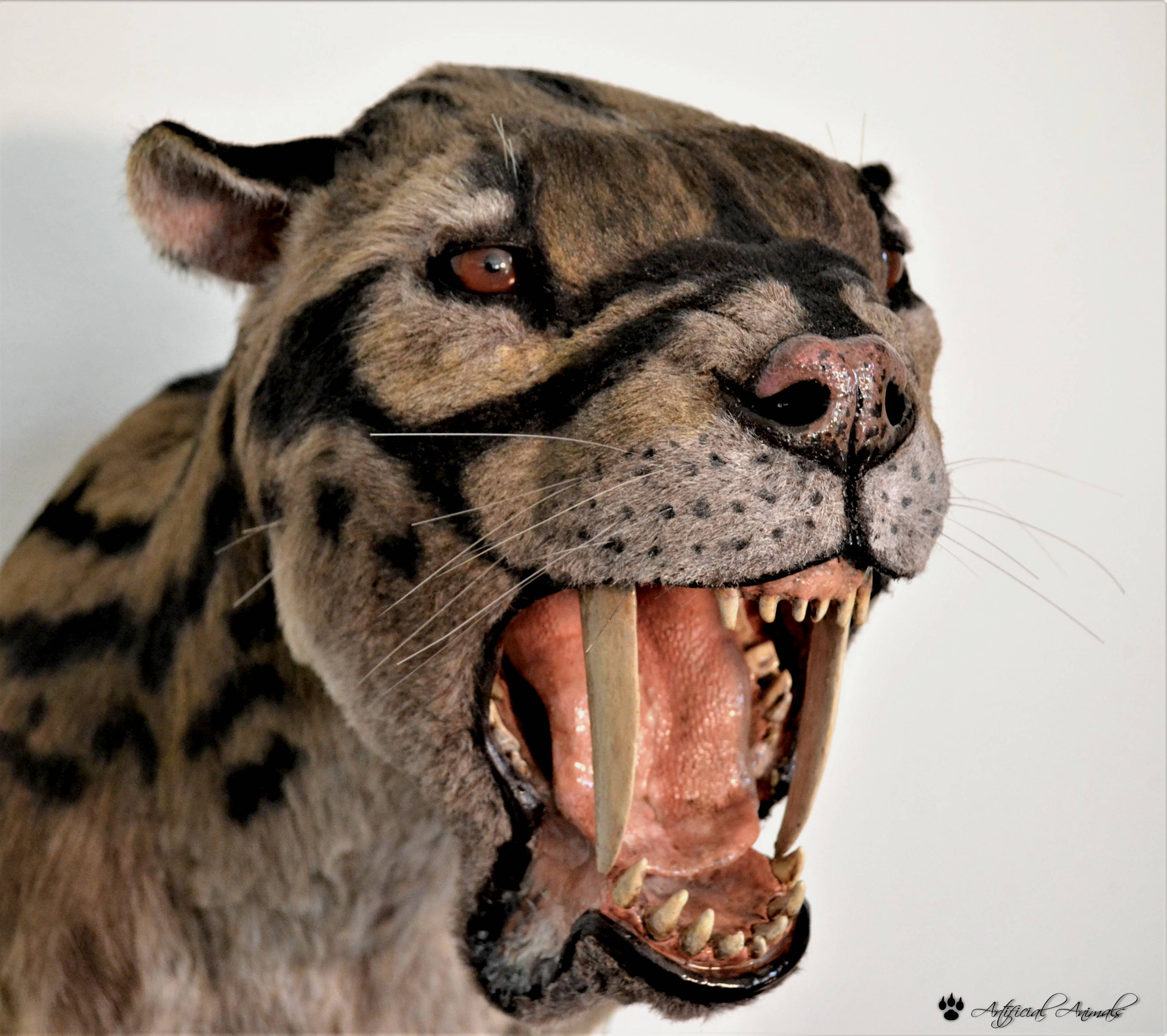 Salvatore Rabito Alcón on Twitter 