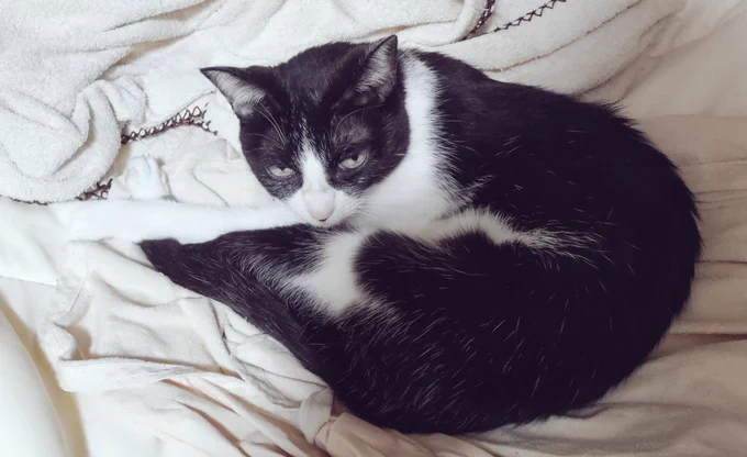 ねこのうなぎパイ 