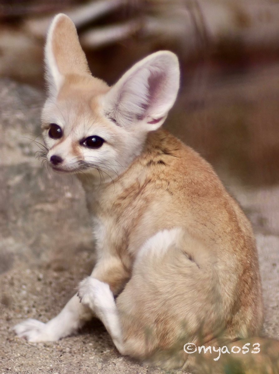 myao53's tweet photo. #fenecfox #フェネック
#higashiyamazooandbotanicalgardens #東山動植物園 #キキ #オールドレンズ #zoologicalpark #animalphotography
#イヌ科最小動物
見返り美狐✨✨ https://t.co/8BrBRD8DY3