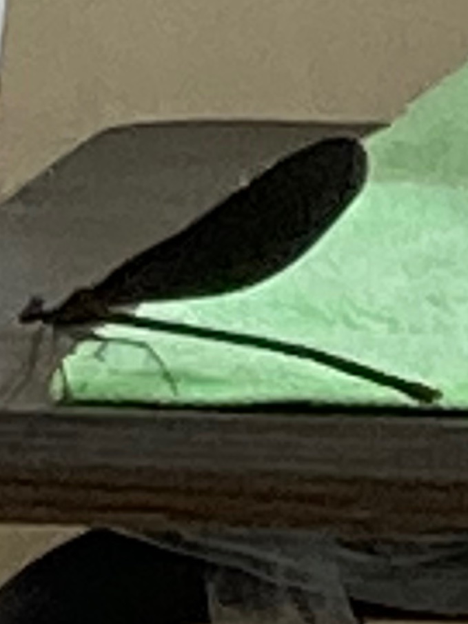 ハグロトンボ 絶滅危惧 Twitter Search Twitter ハグロトンボ 絶滅危惧 Twitter Search Twitter