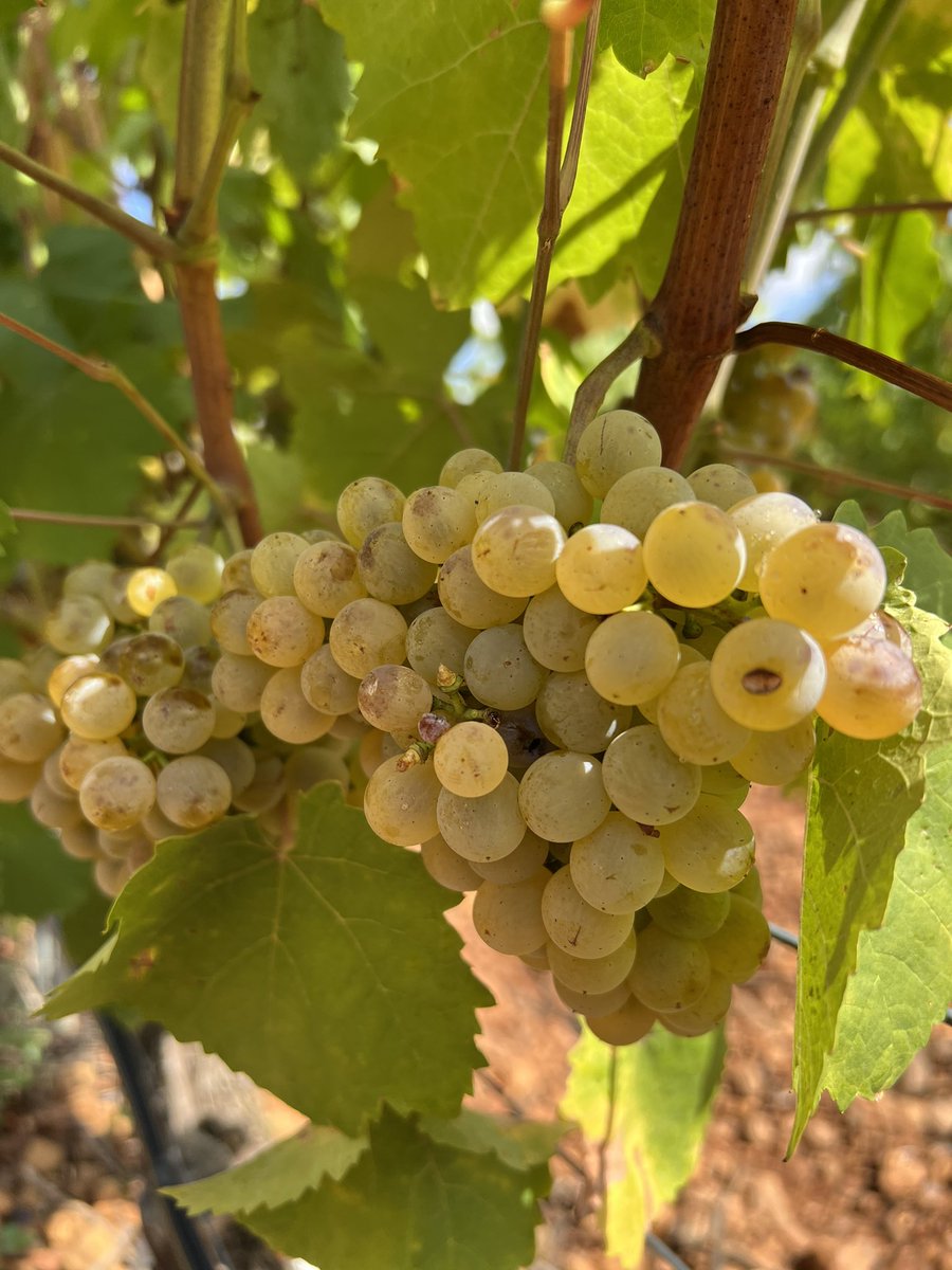 Alberto Ribas tweet media