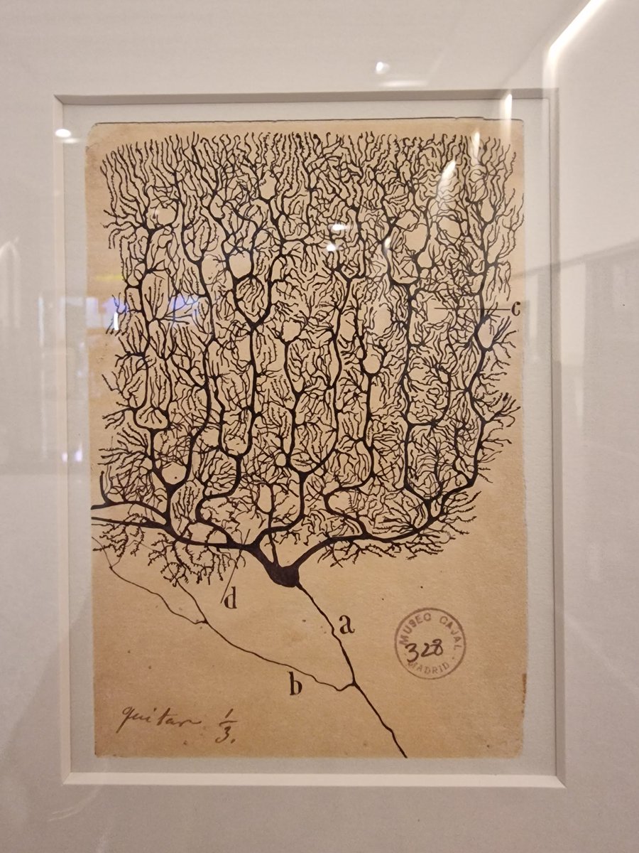 Manon_Auffret's tweet photo. Beautiful historical exhibition on Cajal's work, not to be missed at the #MDSCongress @hotelauditorium https://t.co/1f66Y4j2Te