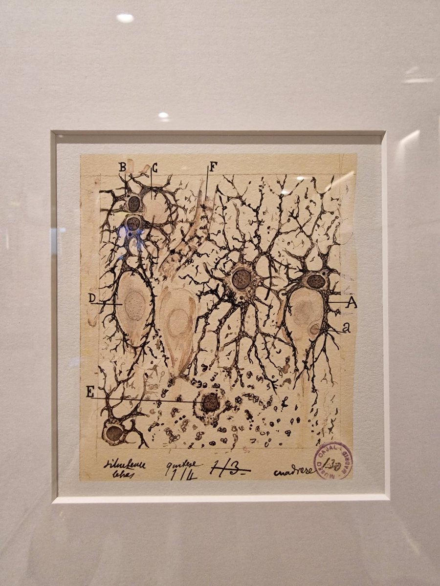 Beautiful historical exhibition on Cajal's work, not to be missed at the #MDSCongress <a href="/hotelauditorium/">Marriott Auditorium</a>