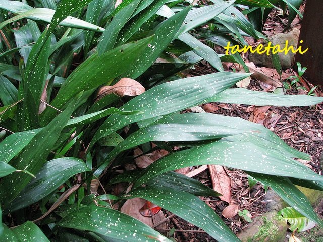 Plantukis tweet media