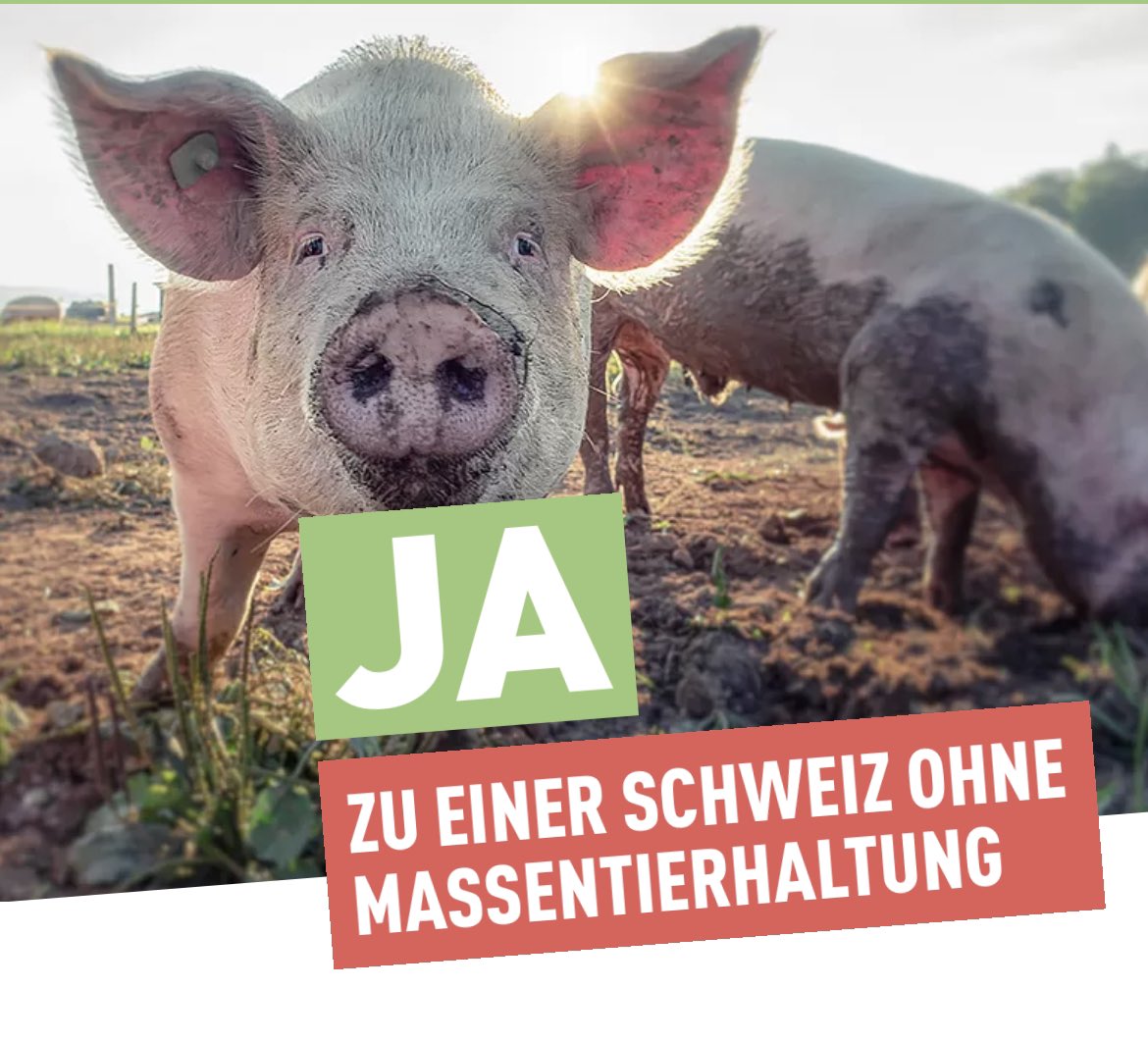 Ich erinnere mich Wage, als wäre es erst ein Jahr her. Wir wurden „eingesperrt” in unseren Wohnräumen. Fanden wir es toll? Nein. Finden es Tiere, die denken und fühlen toll? Nein! Tiere gehören nicht!!! zu tausenden auf engsten Raum. Auch Sie haben ein Recht auf Leben! Darum JA!!