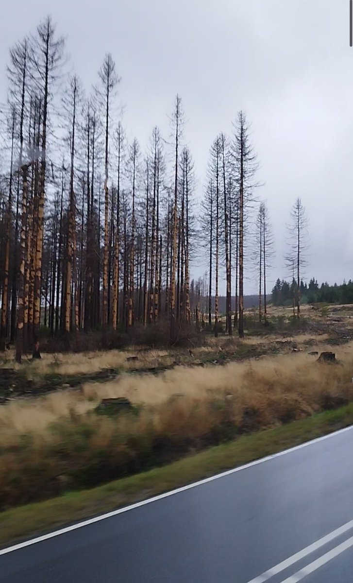 Off we go to the #HarzMountain as part of the #SELINAKickOff excursion. We are about to explore one of the deepest silver ore mines and find out the reasons for deforestation in the region. 🌲 🪲
Stay tuned!