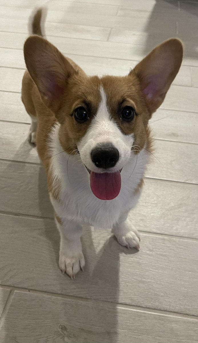 rinthecorgi's tweet photo. Have a great weekend, Life is Beautiful! 🐶

#puppy #pembroke #cardigan #corgicrew #corgi #teamcorgi #photogenic #aloha #baby #cute #cutie #sincity #lasvegas #vegas #friday #friyay #princess #angel https://t.co/rGtZ018Wy5