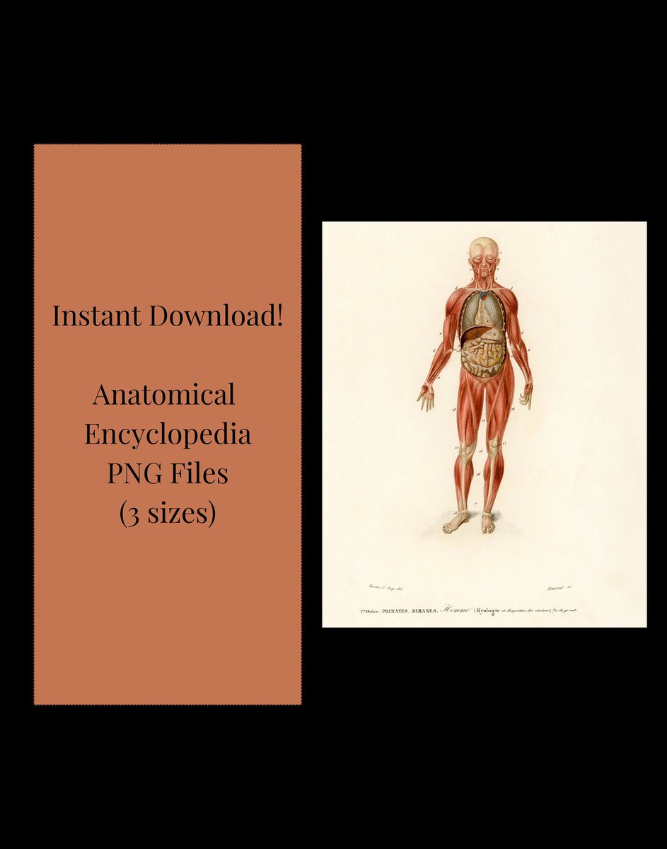 RivetAndLeaf's tweet photo. Add some #vintage #gothic flair to your home or art project with this instant download that's now available in our #etsy shop! #vintageprints #anatomicalart #19thcentury #instantdownloads https://t.co/8zRJQ2Jmo4 https://t.co/xwFZaVWPLa