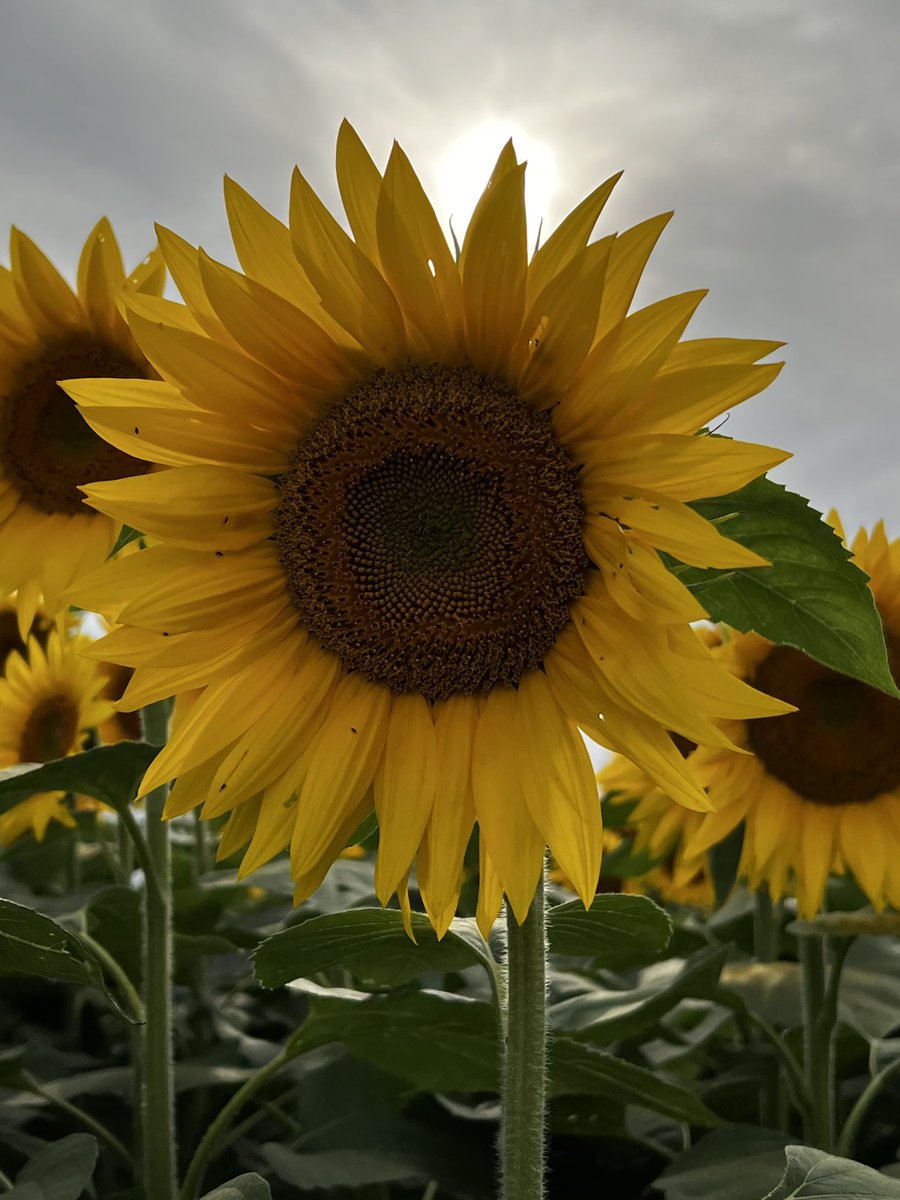 A stroll through a field of sunflowers refreshes my spirit.