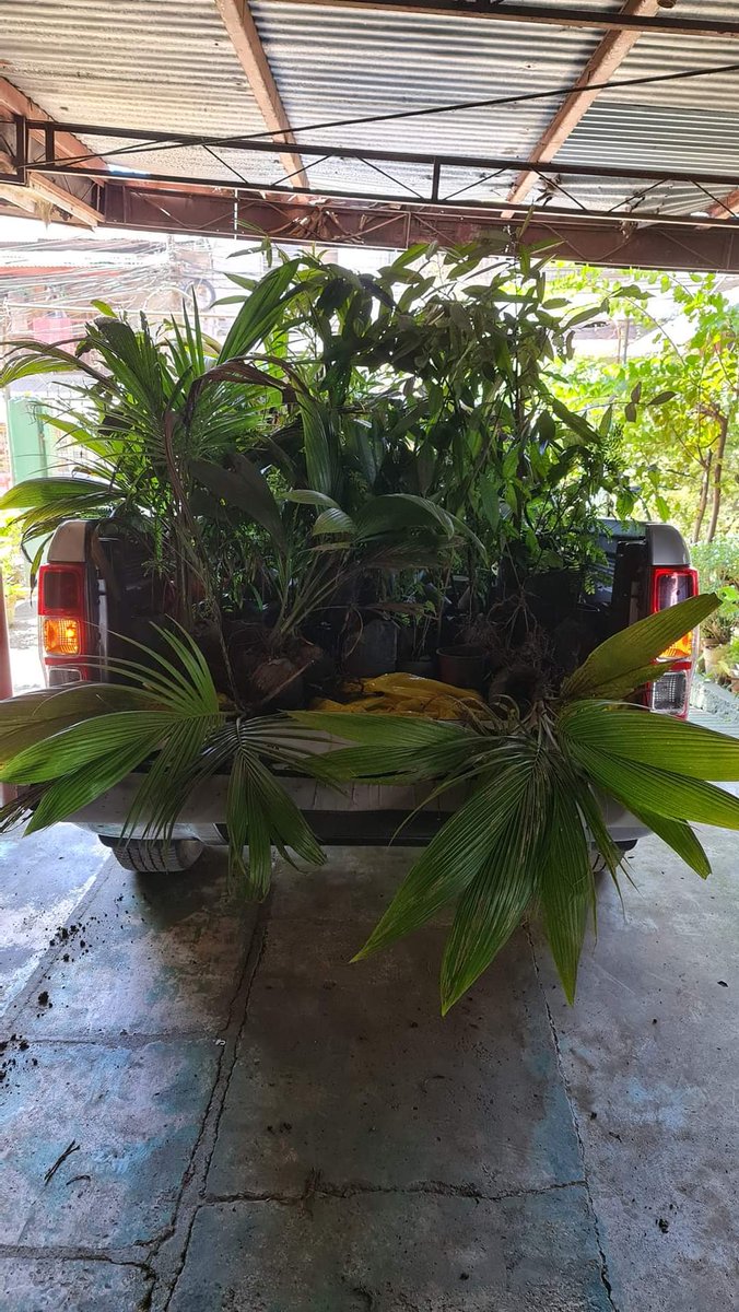 puretuts's tweet photo. 📌 PROJECT DRAWING SATURDAY
Loading them seedlings. Planting them one at a time.
Thank you Miguel Balandra for the transport
#narra
#molave
#teak
#SweetTamarind
#cinnamontree
#eviarcjackfruit
#variegatedchico
#giantbamboo
#aromaticcoconut
#dwarfcoconut https://t.co/CulZrvSWvq