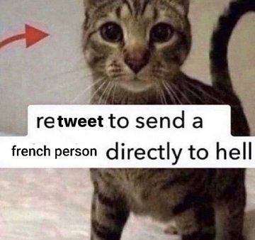 Cats that are literally me (@literallymecats) on Twitter photo 2022-09-17 04:20:02