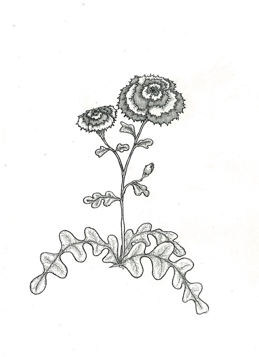 植物図鑑 のイラスト マンガ作品 152 件 Twoucan 植物図鑑 のイラスト マンガ作品 152 件 Twoucan