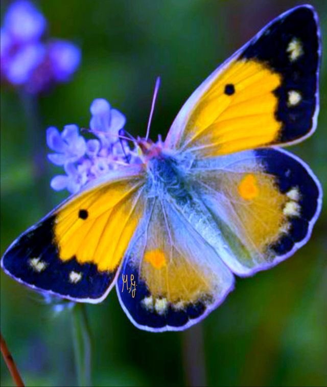 HazzellU's tweet photo. Beautiful butterflies #butterfly #butterfly #butterflies #insects #insec... https://t.co/5XRpJGM3vd via @YouTube https://t.co/JQWwSwgLsY