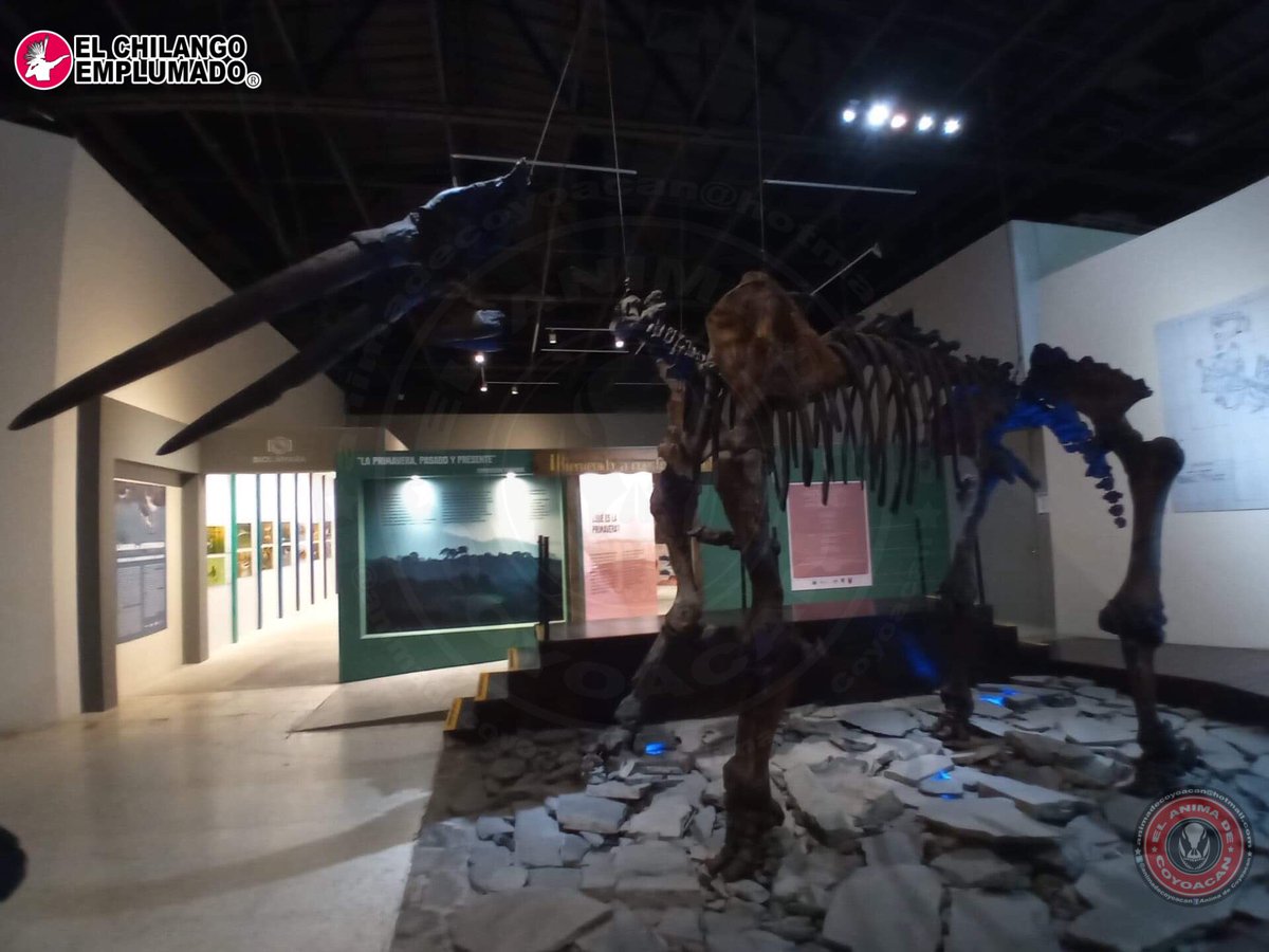 animadecoyoacan's tweet photo. El Gonfoterio de los Santos.
Esta maravilla fue encontrada por la Familia Santos, quienes lo encontraron de manera casual en la orilla del #lagodeChapala en el año 2000 y se encuentra en el #MuseodePaleontologíadeGuadalajara.
#Gonfoterio #Guadalajara #jalisco #Mexico #Chapala https://t.co/jtXGkEeUix