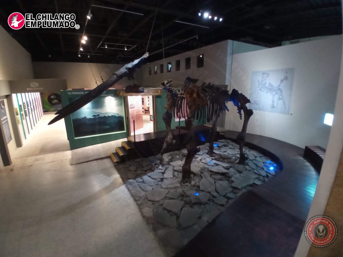 animadecoyoacan's tweet photo. El Gonfoterio de los Santos.
Esta maravilla fue encontrada por la Familia Santos, quienes lo encontraron de manera casual en la orilla del #lagodeChapala en el año 2000 y se encuentra en el #MuseodePaleontologíadeGuadalajara.
#Gonfoterio #Guadalajara #jalisco #Mexico #Chapala https://t.co/jtXGkEeUix