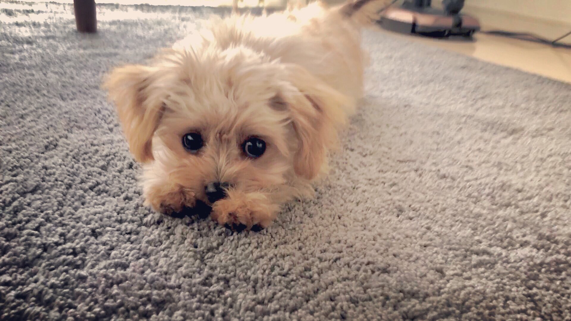 チワプーのアコ Chihuapoo Aco Twitter