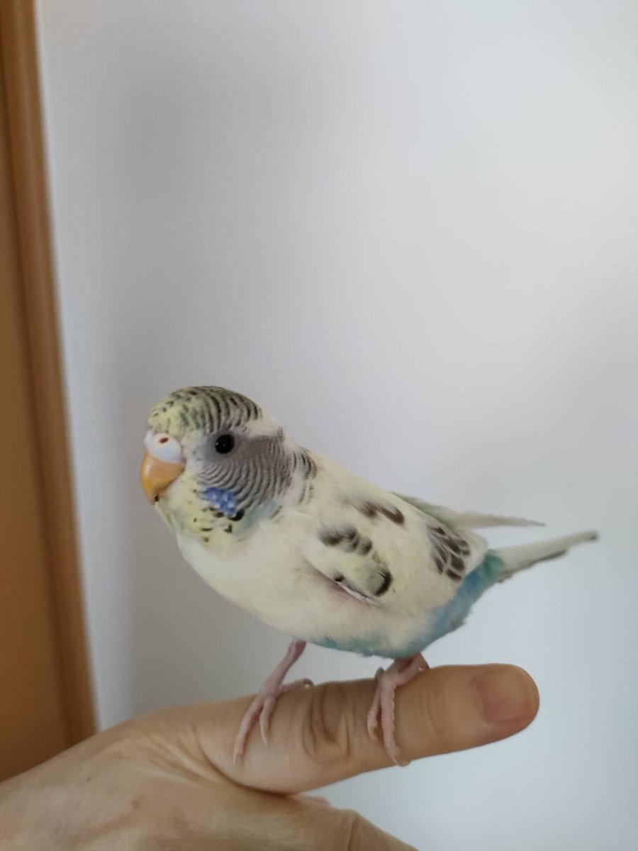 hLxYZHyZxV6hgPP's tweet photo. 【拡散希望】【飼い主捜索中】
埼玉県北葛飾郡杉戸町にてインコを保護しました。
お心当たりのある方はDMお願いします。 https://t.co/qb05xQ9J5e