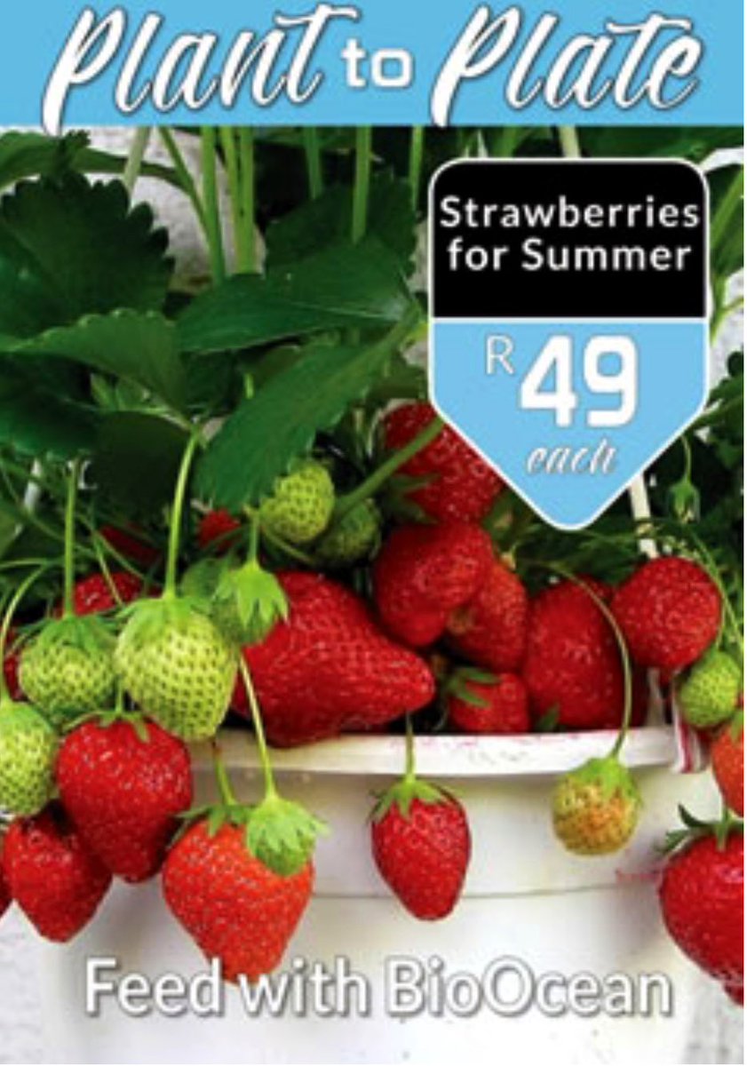 EckardsGarden's tweet photo. Everyone can grow their own whether it’s a full on veggie patch or containers on the patio or courtyard with tomatoes or strawberries. #growingtip: Feeding your veggies with organic fertiliser boosts the flavour? 🌸  #eckardsgarden #growyourown #growsumyum https://t.co/dsU9Xp1sK7