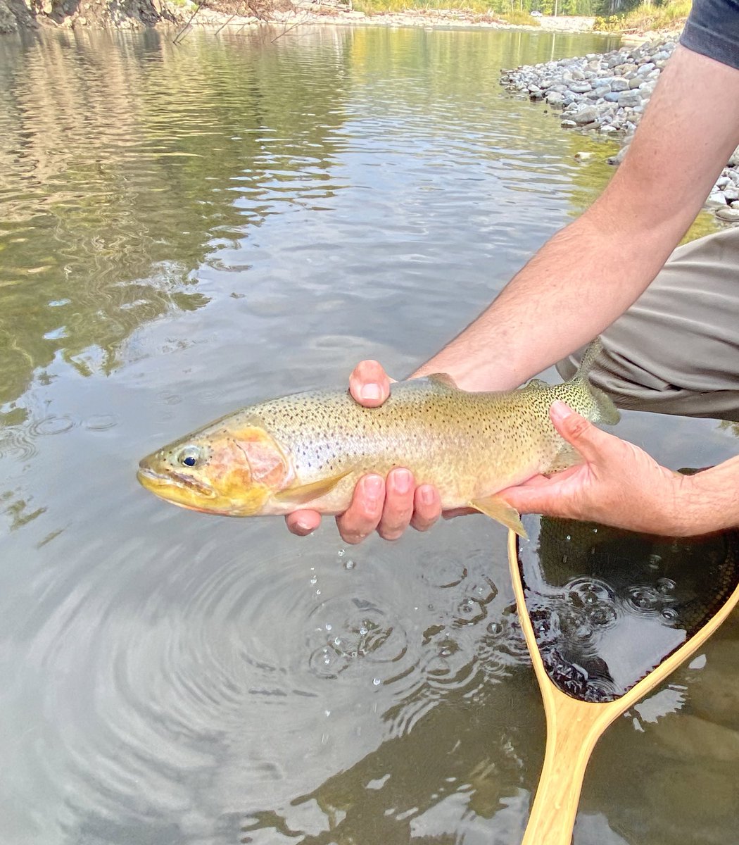 Robert Yates tweet media