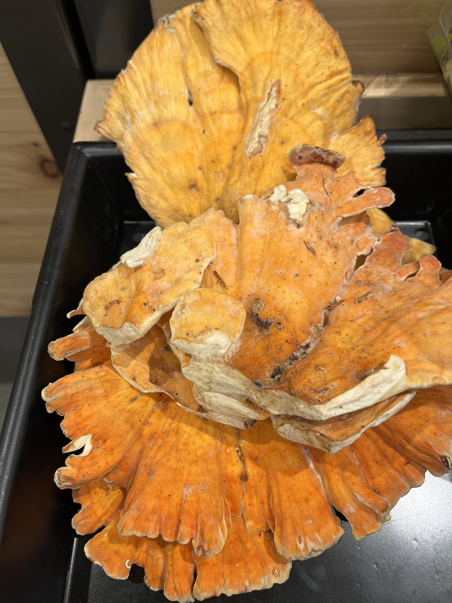 warmlykelly's tweet photo. #mushrooms with #funny names         #chicken in the woods and #lobster mushrooms. #vegetarian #oxymoron https://t.co/058sjrhkZ7