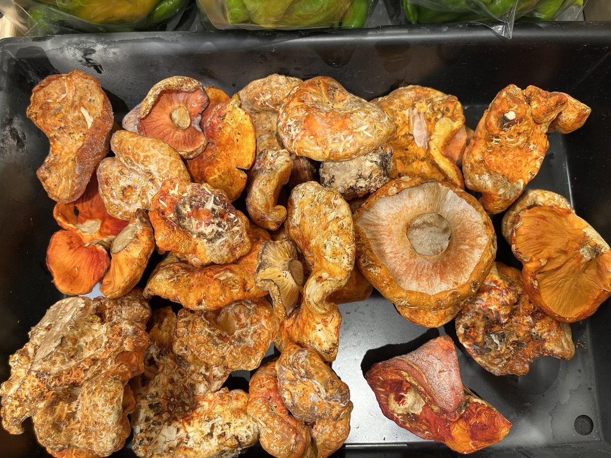 warmlykelly's tweet photo. #mushrooms with #funny names         #chicken in the woods and #lobster mushrooms. #vegetarian #oxymoron https://t.co/058sjrhkZ7