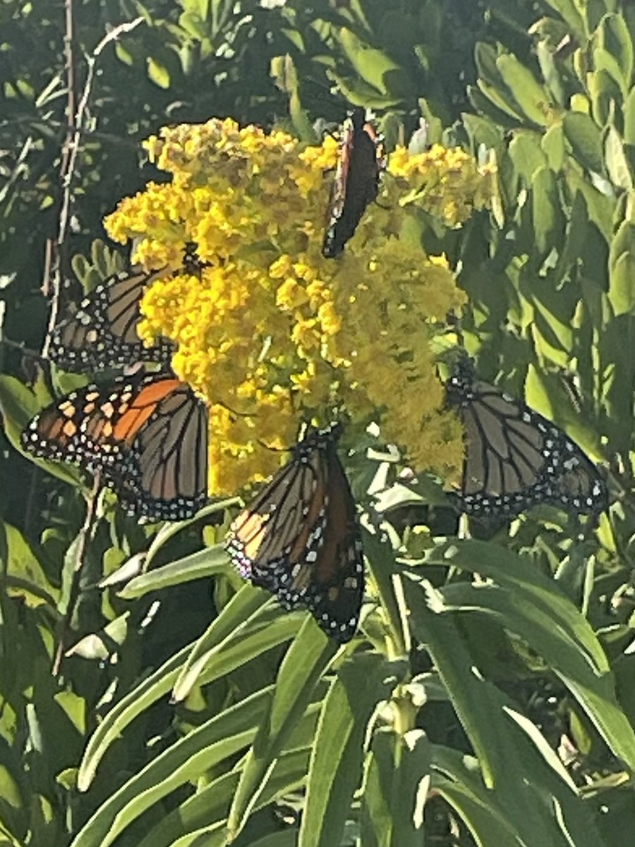elizagardens's tweet photo. Monarchs, Sachuest Point National Wildlife Refuge.
#monarchbutterfly #savemonarchs https://t.co/EJLzO841Vl