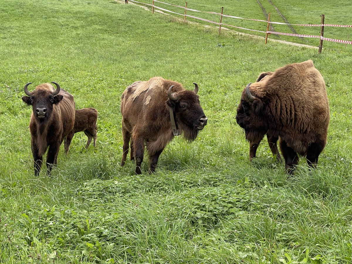 RBTheOriginal's tweet photo. Wisent in Welschenrohr angekommen 😁 https://t.co/bwLSiQ25sB