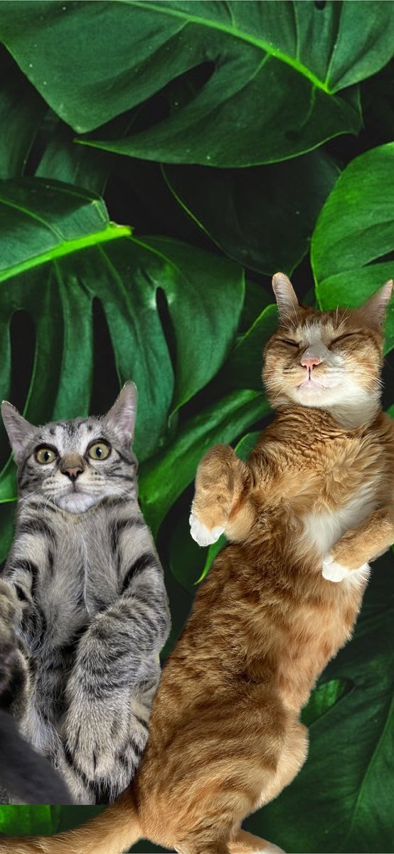 팔로워가 삼천이라니🫣

사지 말고 입양하세요
고양이 생식하세요 글구 산책시키지마
수직공간중요하#ㅐ 캣폴캣타워캣워커냥오름
당신의고양이 병원에서 비만 아니라고했다고 진짜로 비만이 아닌게 아닙니다
동물버리지마이나쁜늄들아
이게나라냐정치 똑바로 해  < new !