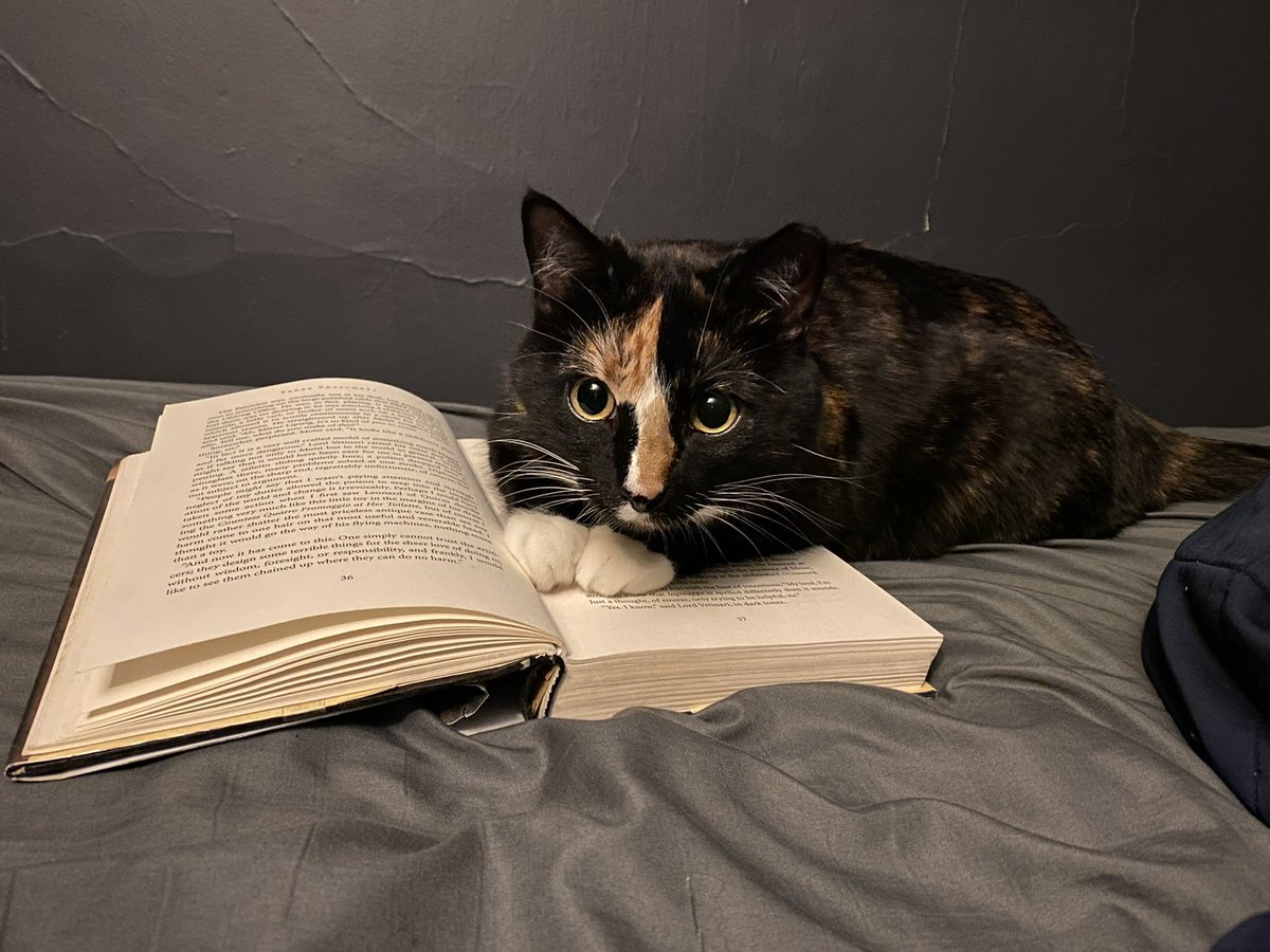printed_soot's tweet photo. @TheSamanthaRei Not a dog, extremely cat, but this is our less doofy kitty discovering the joys is keeping me from reading. https://t.co/ZEgrqOMMnR