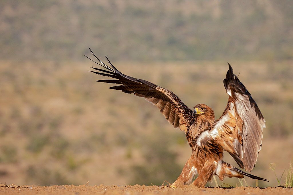 batofbabanango's tweet photo. The Eagle has landed....

#eagle #raptor #SaturdayMotivation #SouthAfrica

@BirdLife_SA @gomagSA @gotosouthafrica @GetawayMagazine https://t.co/E4cVwW37Lr