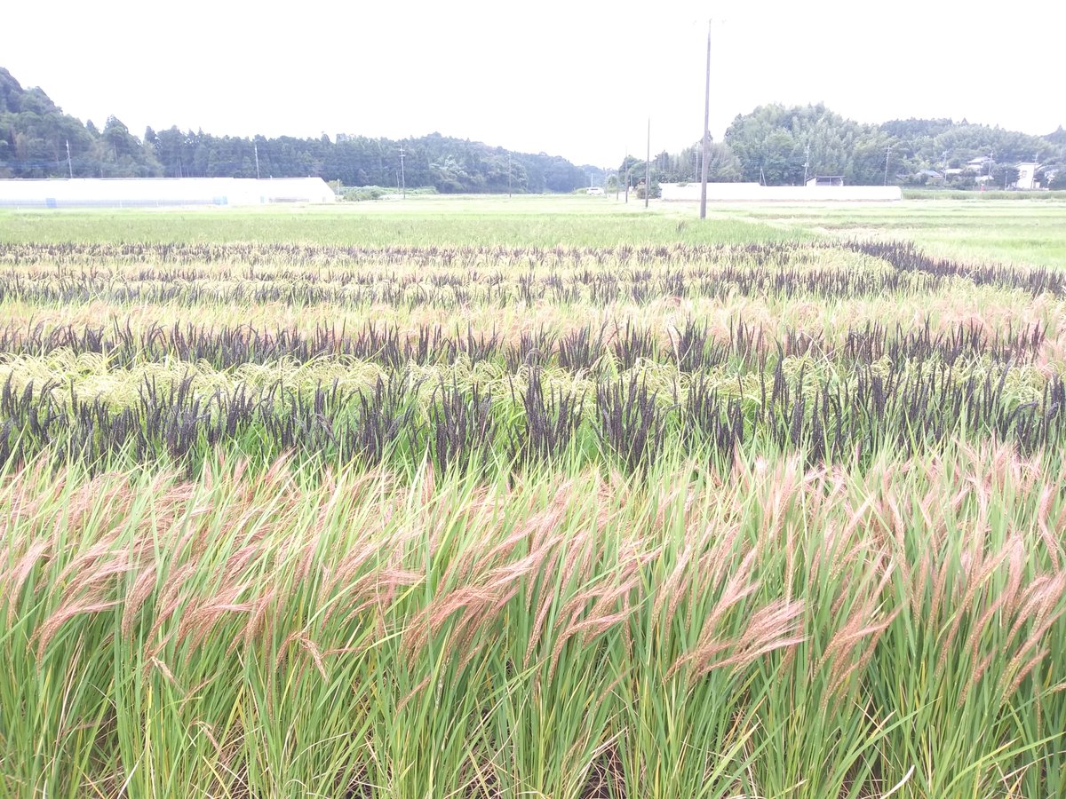 MidoriSora4's tweet photo. 3種類のお米🌾を育てている田んぼがありました黒いのは恐らく古代米だと思います。以前いただいたことがあるのですが、もち米🍙の様にもちもちしていた記憶があります😆 https://t.co/0L1AHpnkFt