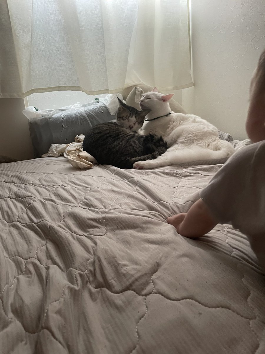 mochimugi_Ch's tweet photo. いちゃつくもちむぎ🐱🐱
ながめる赤さん👶
ハイハイ間も無くしそうだなぁ✨ https://t.co/nEYNtcTY4H