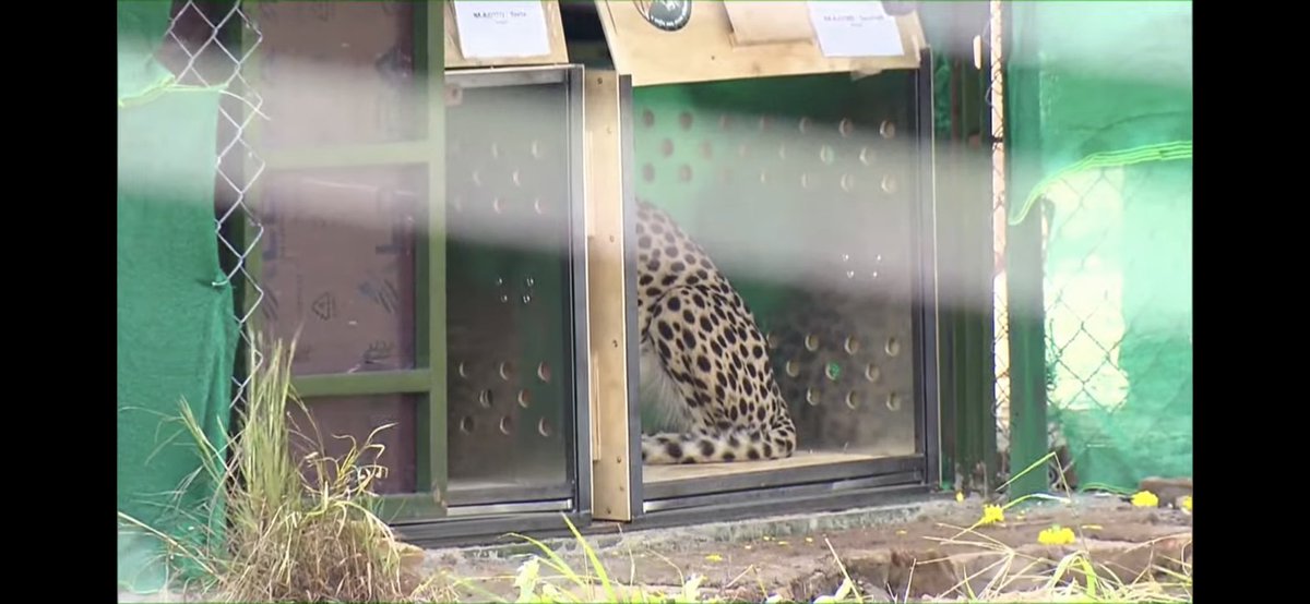 PNaveenTOI's tweet photo. #CheetahIsBack @PMOIndia releases cheetahs inside Kuno @JM_Scindia #cheethas https://t.co/fgeGh95doS