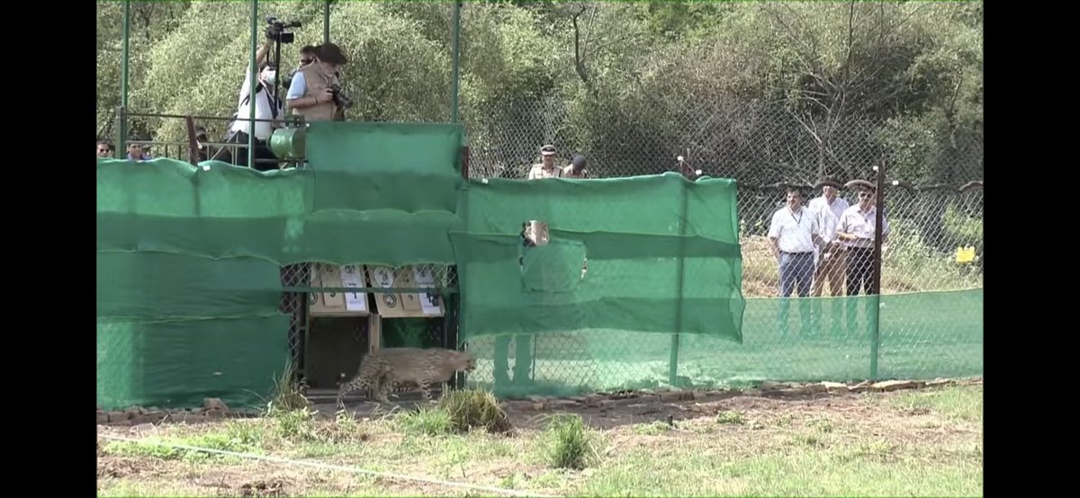 PNaveenTOI's tweet photo. #CheetahIsBack @PMOIndia releases cheetahs inside Kuno @JM_Scindia #cheethas https://t.co/fgeGh95doS