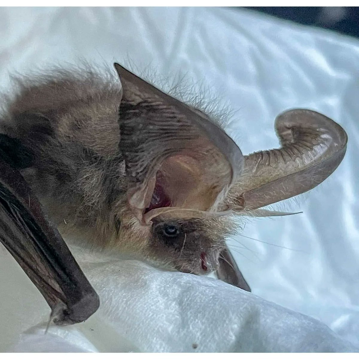 Long eared Bat collected from a local card shop, was assessed by one of our trained volunteers and released 😀