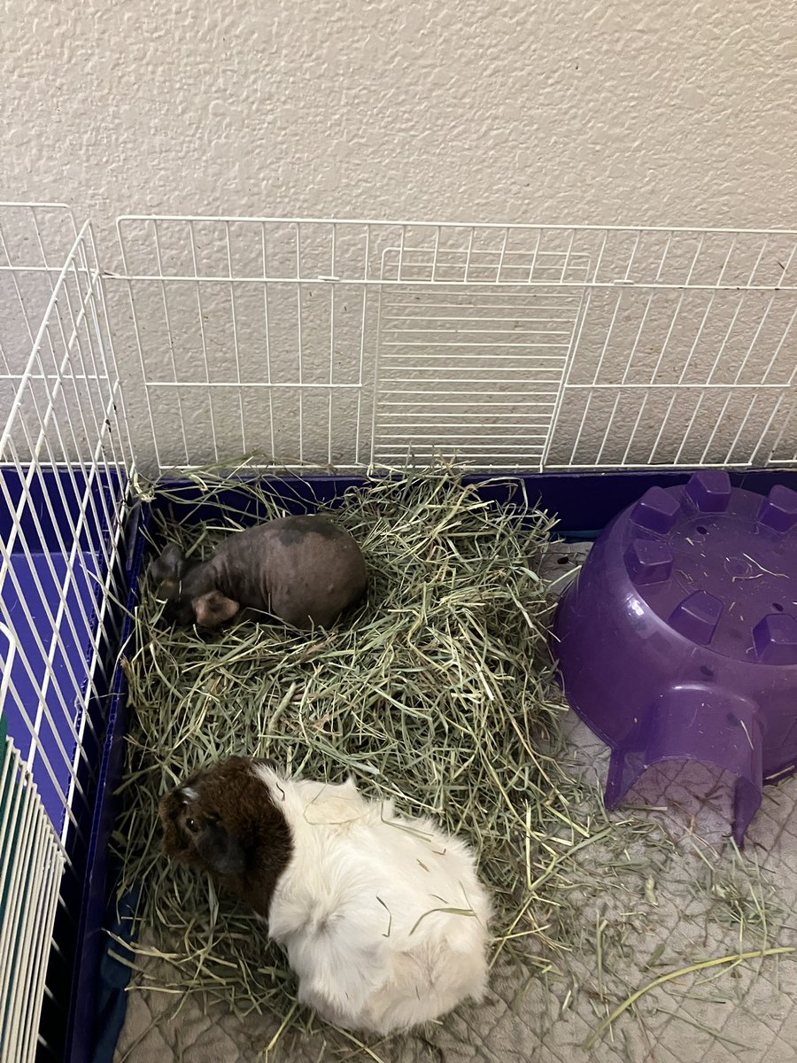 Fresh pile of hay, and a clean Guinea Dad fleece! A great way to end the day!