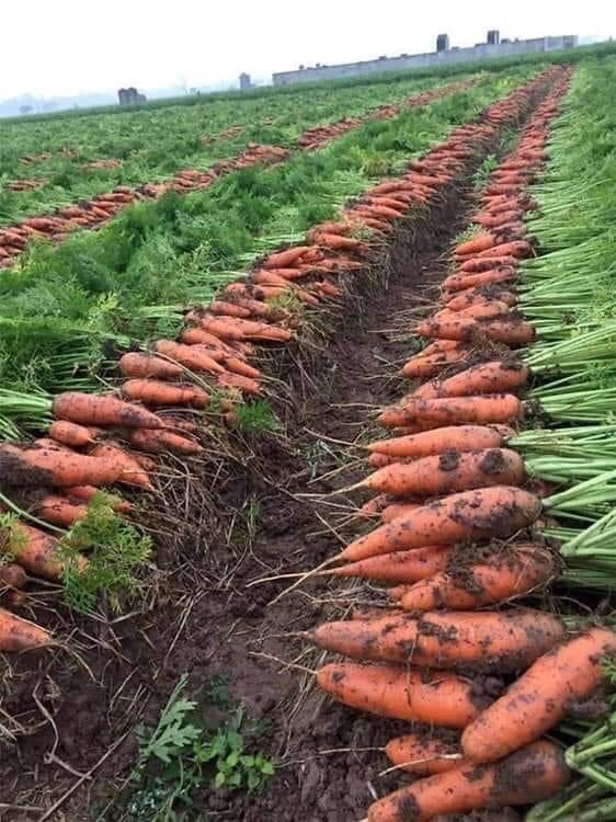 Happy weekend farmers! If you are interested in modern carrot farming, like and retweet.