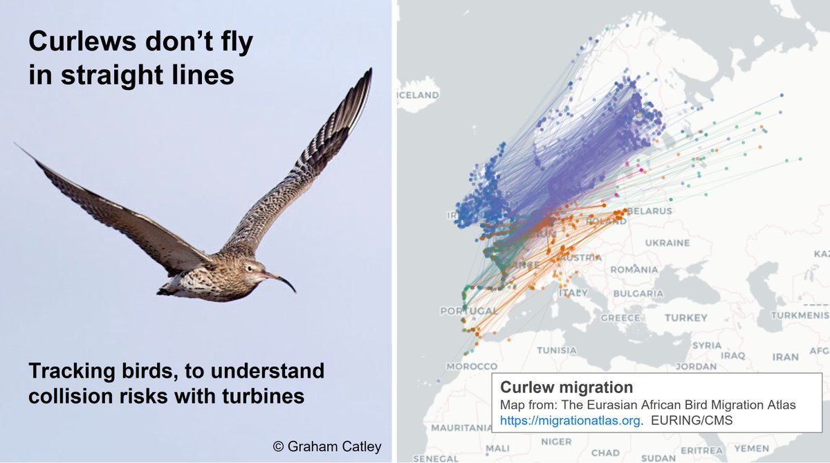 New paper in @AnimalConserv (Philipp Schwemmer et al) shows 'pinch points' for migrating #Curlew, where they are most likely to fly through arrays of wind turbines: …lpublications.onlinelibrary.wiley.com/doi/pdfdirect/… Median flight height over the sea is only 60 metres. #waders #shorebirds #ornithology