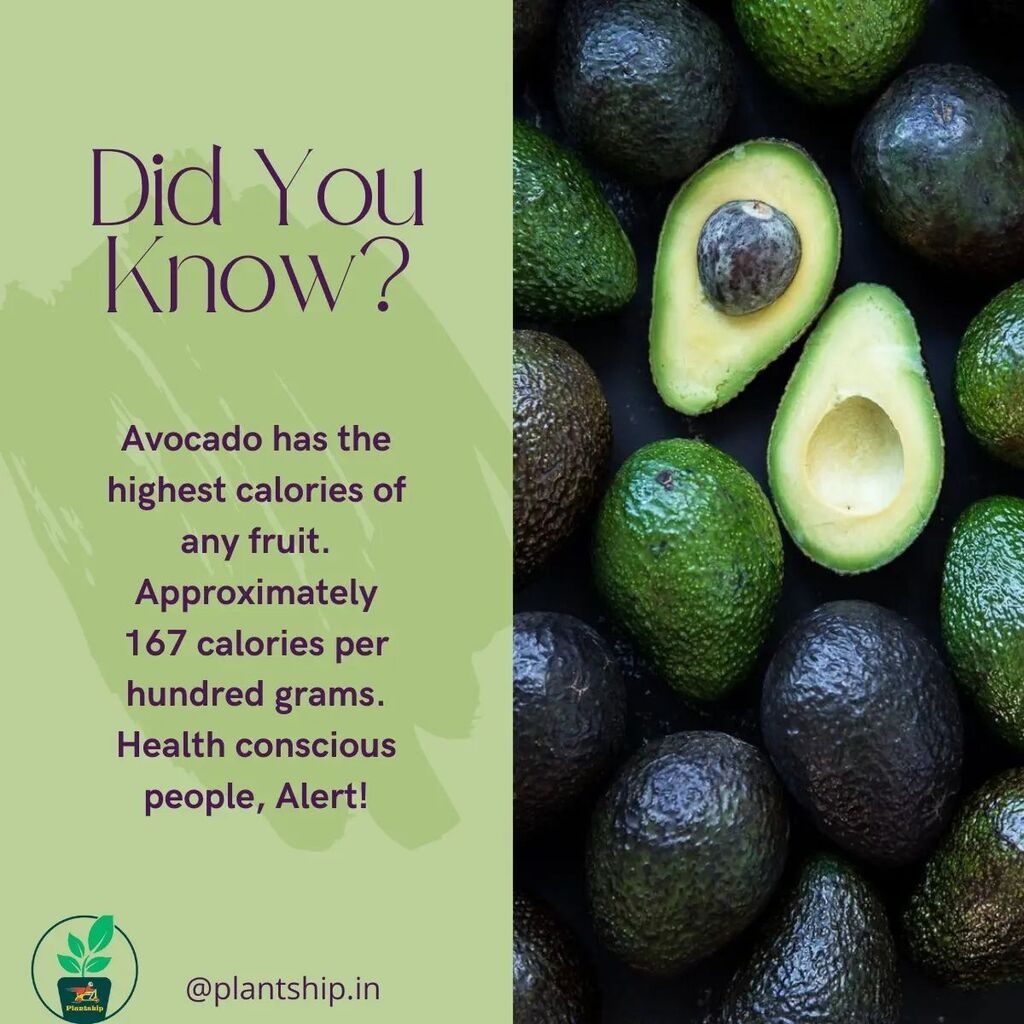 plant_ship's tweet photo. Did you know ? .
.@plantship.in
Follow for more such things @plantship.in .
#plantfacts #foodfacts #factsdaily #funfacts #avocardo ##fruitfact ##food #nutritionist #nutrition #people #plantlyf #plantlover #plantlyf #gardening #plantship #jaipurdiaries #jaipurnursery #vitam… https://t.co/uRGGCXYzdb