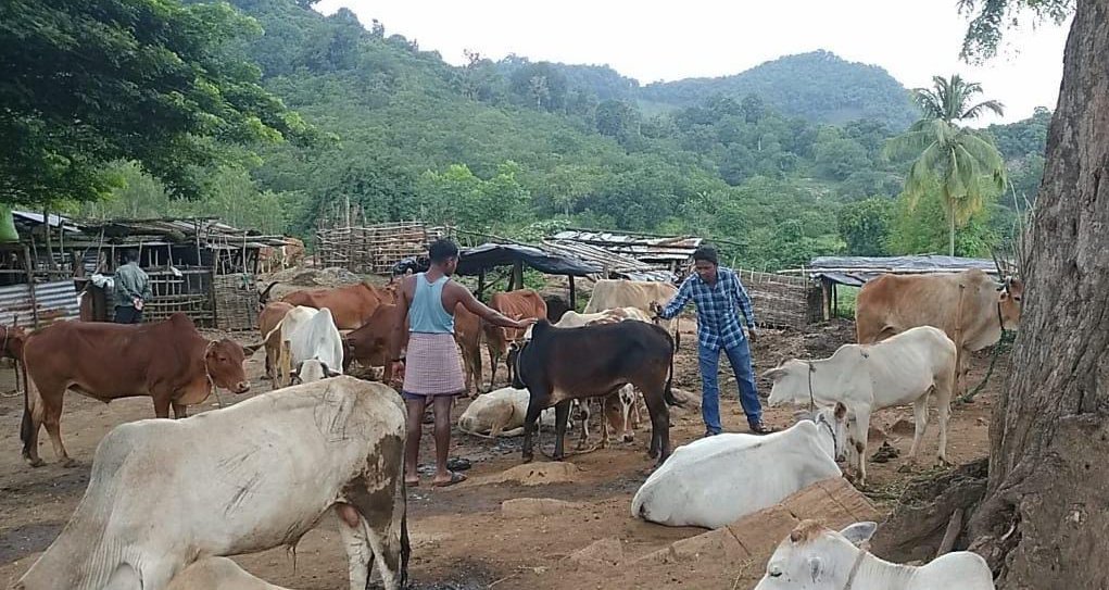 CYSDOdisha's tweet photo. #Livestock are raised in rural-tribal agricultural setting to provide labour &amp; produce commodities. Thus, #LargeRuminants like cattle are being vaccinated by organising Vaccination drive in many villages of #Kolnara block in #RayagadsDist in convergence with the #veterinarydept. https://t.co/c6O2DG8RsC