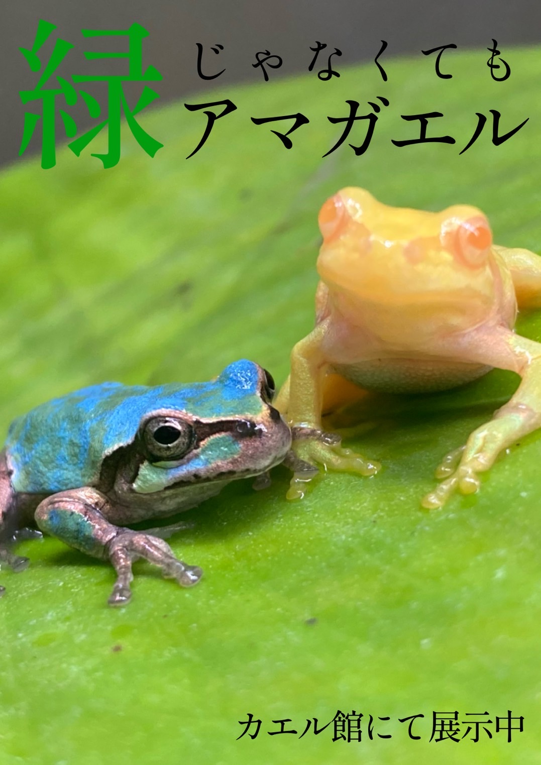 とうがかのえ Tougakanoe Twitter