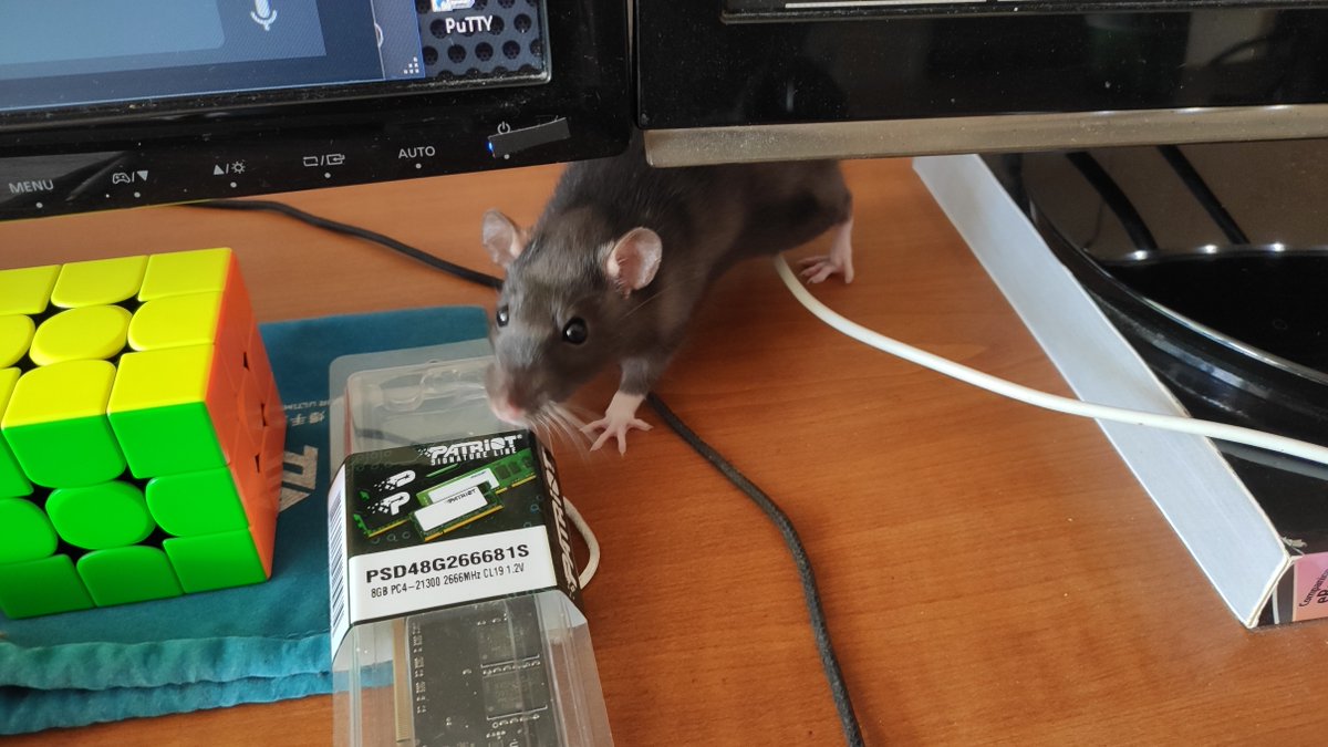 let's check this RAM stick
cc <a href="/LegalizeRats/">Rats</a>