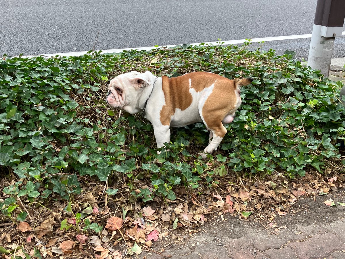 TUSEIGkbkExdom3's tweet photo. 迷子犬？
ブルドック？
飼い主さんにあえますように

9/17（土）15時10分ごろ
名古屋市　千種イオン　花田公園付近 https://t.co/mdhEuFy0kg